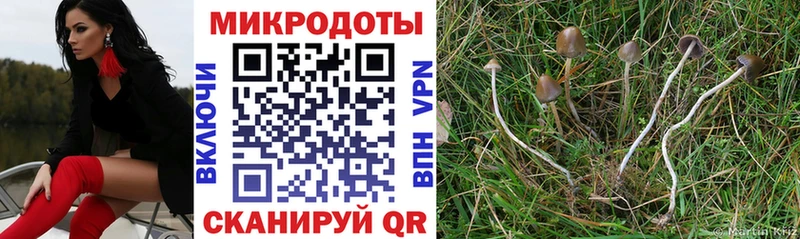 Галлюциногенные грибы Psilocybine cubensis  цены   Михайловка 