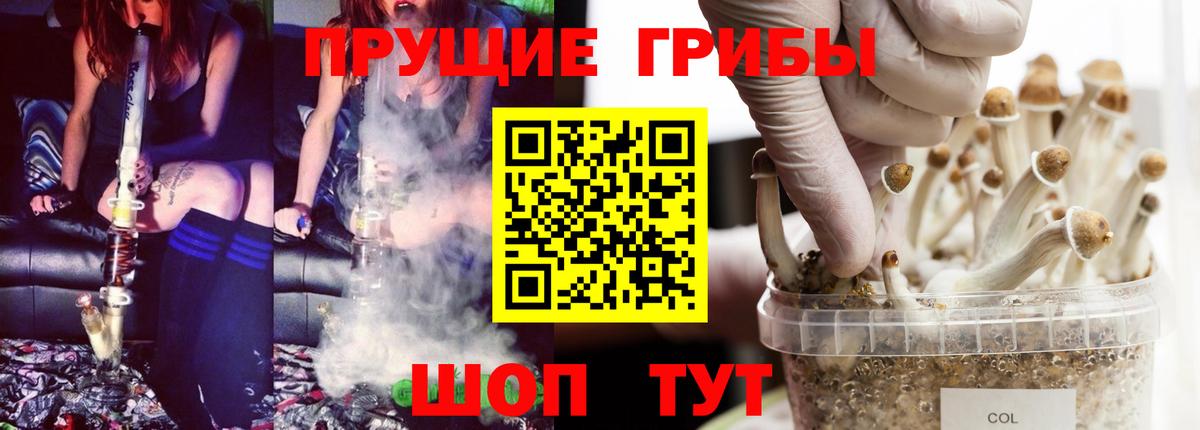 Галлюциногенные грибы Psilocybe Михайловка